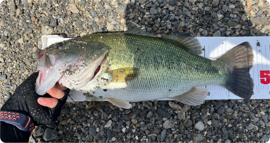サンプル記事です。記事タイトルが入ります。記事タイトルが入ります。記事タイトルが入ります。